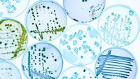 Allogene Stammzelltransplantation: Infektionsrisiko - Bakterien, Viren und Pilze